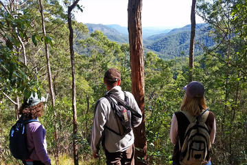 Bushwalkers' Adventure Noosa Hinterland Half-Day Tour