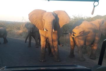 2 Day Tented Safari in the Pilanesberg