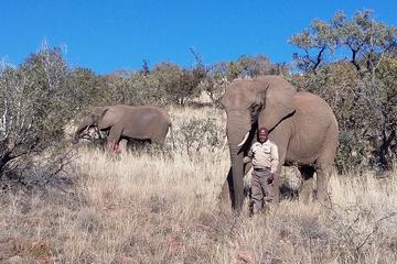 Elephant Walk 4-Hour Guided Tour from Johannesburg