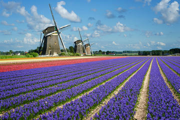 Keukenhof Gardens Entrance & Boat Cruise including Transportation from Amsterdam