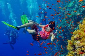 Half Day Zanzibar Mnemba Atoll Marine Reserve Snorkeling Tour