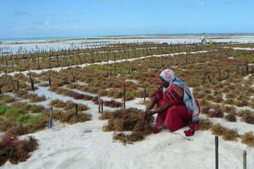 Villages and Lives Walking Tour in Zanzibar