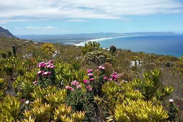 Wine & Fynbos Walk in the Overberg's beautiful Hemel & Aarde Valley,Hermanus