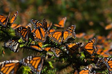 Butterfly Monarch Tour from Mexico City