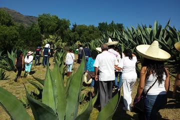 Pulque Ranch Day Trip in Tepotzotlan