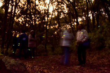 Tour of Glowworm Nights from Mexico City