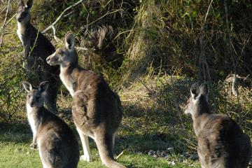 Walking with Wild Kangaroos Private Half-Day Trip from Sydney