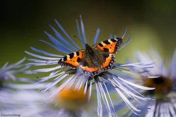Photo tour of the Arctic- Alpine Botanic Garden