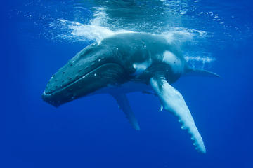 Whale Watching Cruise from Dunsborough