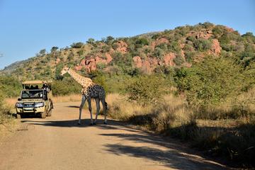 3-Hour Private Game Drive of Pilanesberg National Park