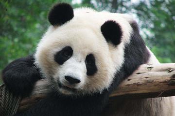 Chengdu Giant Panda & Leshan Giant Buddha Private Day Tour