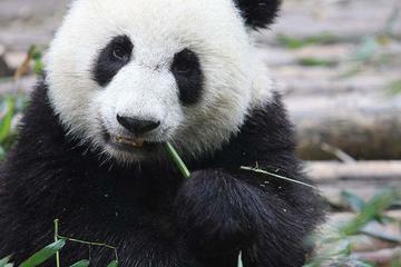 Chengdu Panda Research Base Half Day Private Tour