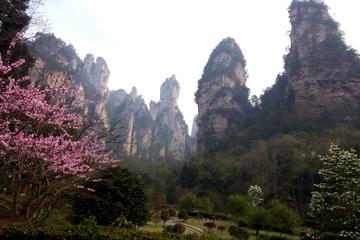 Full-Day Private Tour of Zhangjiajie(Wulingyuan) National Forest Park