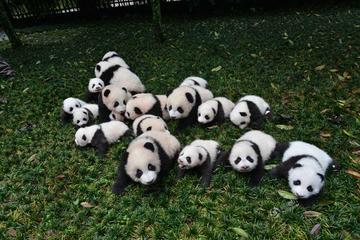 One day as Volunteer: Big Panda in Sichuan