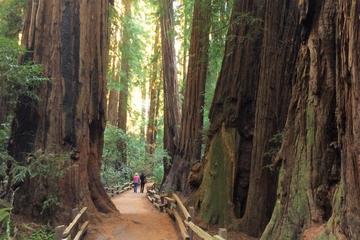 Private Tour to Muir Woods and Sausalito