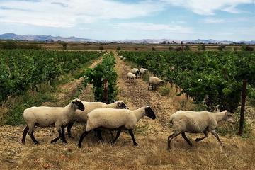 Private Tour to Sonoma and Napa Wine Country