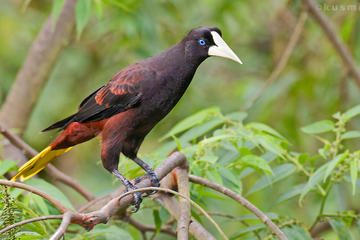 Asa Wright Nature Centre from Port of Spain