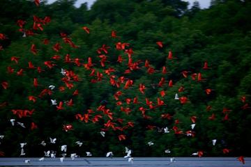 Caroni Swamp Bird Sanctuary Tour