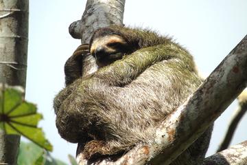 Combination Tour from Panama City: Rainforest, San Lorenzo Fort and Canal Expansion