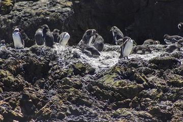 Isla de Chiloé: Ancud - Puñihuil