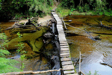 Trekking Parque Alerce Andino