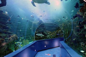 Sharjah Aquarium Entrance Ticket