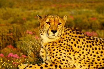 Sharjah Arabian Wildlife Center Half-Day Small-Group Tour from Dubai