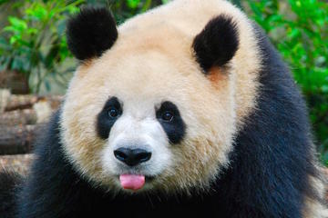 Private Custom Tour: Chengdu in a Day