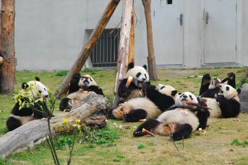 Private Day Tour to Wolong Panda Base with Optional Volunteering