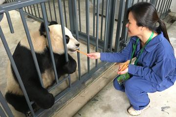 Volunteer at Dujiangyan Panda Base with Panda Feeding Including Buffet Lunch