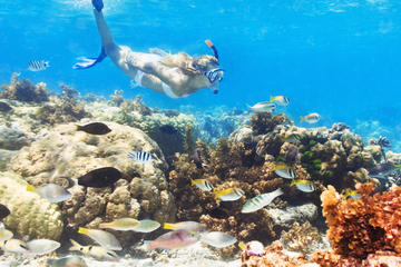 Catalina Island and Snorkeling Day Trip