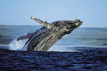 Samana Bus Whale Watching Tour