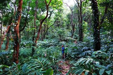 3-Hour Jungle Trekking in Ngapali
