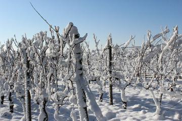 Private Niagara-on-the-Lake Ice Wine Festival Tour