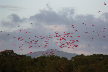Caroni Bird Sanctuary