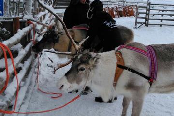 Northern Lights Reindeer Safari from Rovaniemi