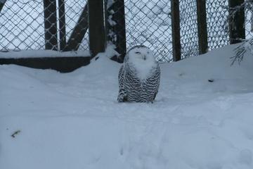 Private Ranua Zoo Half-Day Tour from Rovaniemi