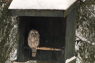 Ranua Zoo Half-Day Tour from Rovaniemi