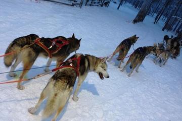 Ruka Snowmobile Adventure with Husky Farm Visit and Husky Sled Ride