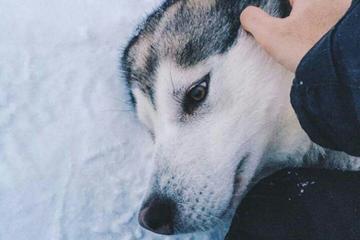 Snowmobile Safari to Husky Camp from Rovaniemi