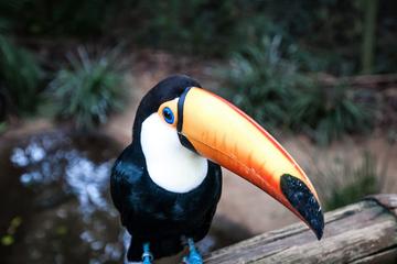 Half-Day Bird-Watching Tour in Langkawi