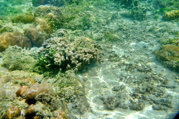 Half-Day Sea Walking Adventure in Kota Kinabalu