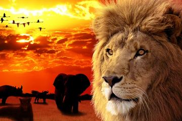 Big 5 Aquila Safari Private Tour