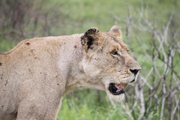 Big 5 Aquila Safari Tour