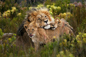 Big 5 Aquila Safari Tour including Private Transportation