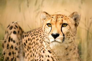 Cheetah and Penguin colony and wine tour via the Whale Route