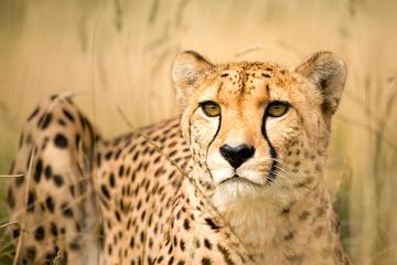 Cheetah and Penguin colony and wine tour via the Whale Route - Private Tour