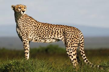 Cheetah outreach Somerset West Including Private Transportation Tour