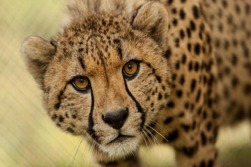 Cheetah outreach Somerset West Private Tour