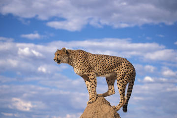 Cheetah,Penguin colony, Wine tour via Whale Route Including Pickup and dropoff